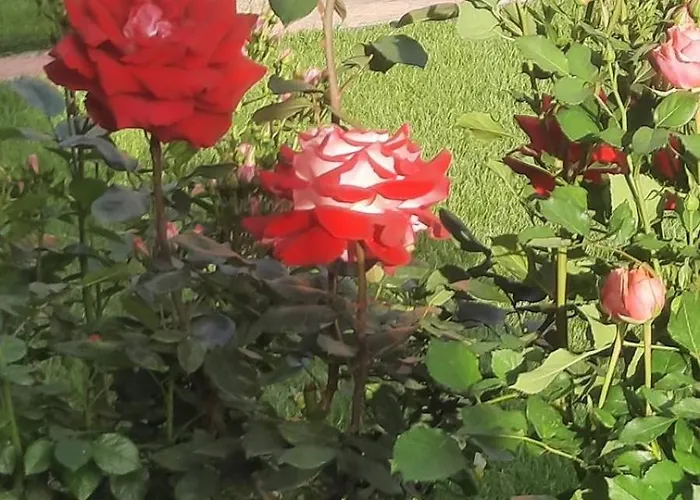 בית הארחה за гости симона